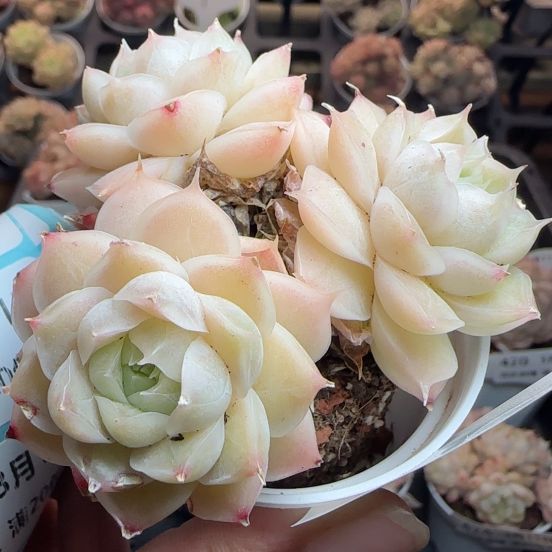 花语逸镜0311-425散叶伤