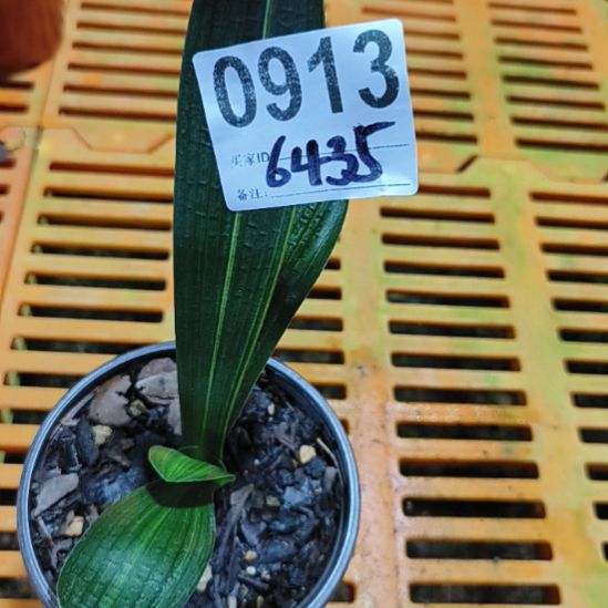 禅****无花朵0913091300