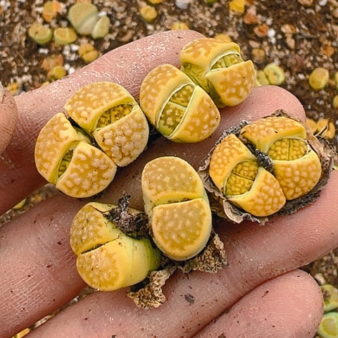 【闪购商品】25107