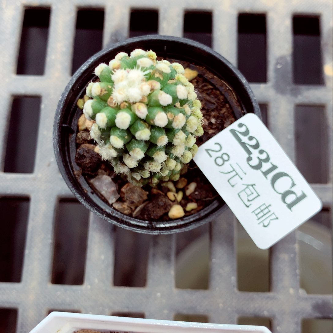 5厘米盆精控多肉2231