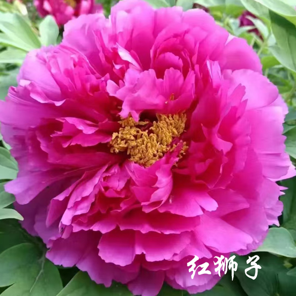 【红狮子】6加仑大盆— 6年苗以上（紫红色）国内品种盆栽牡丹