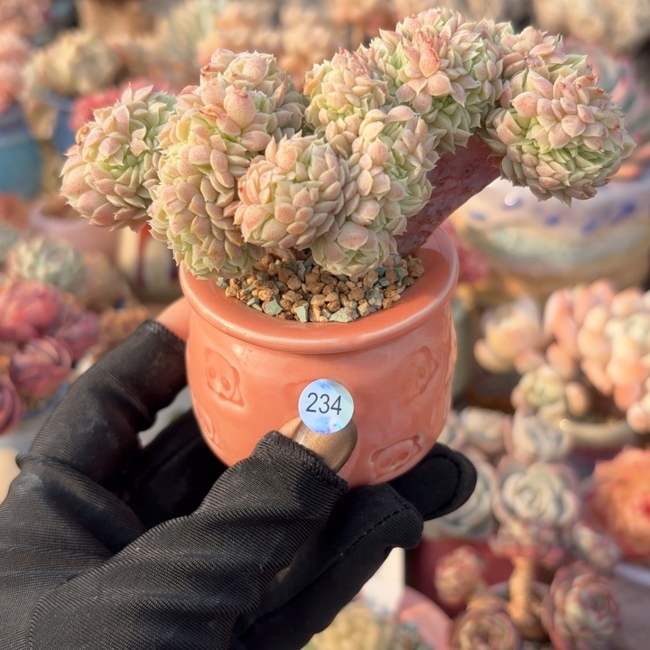 234 多肉含盆土 30元包邮 除偏远