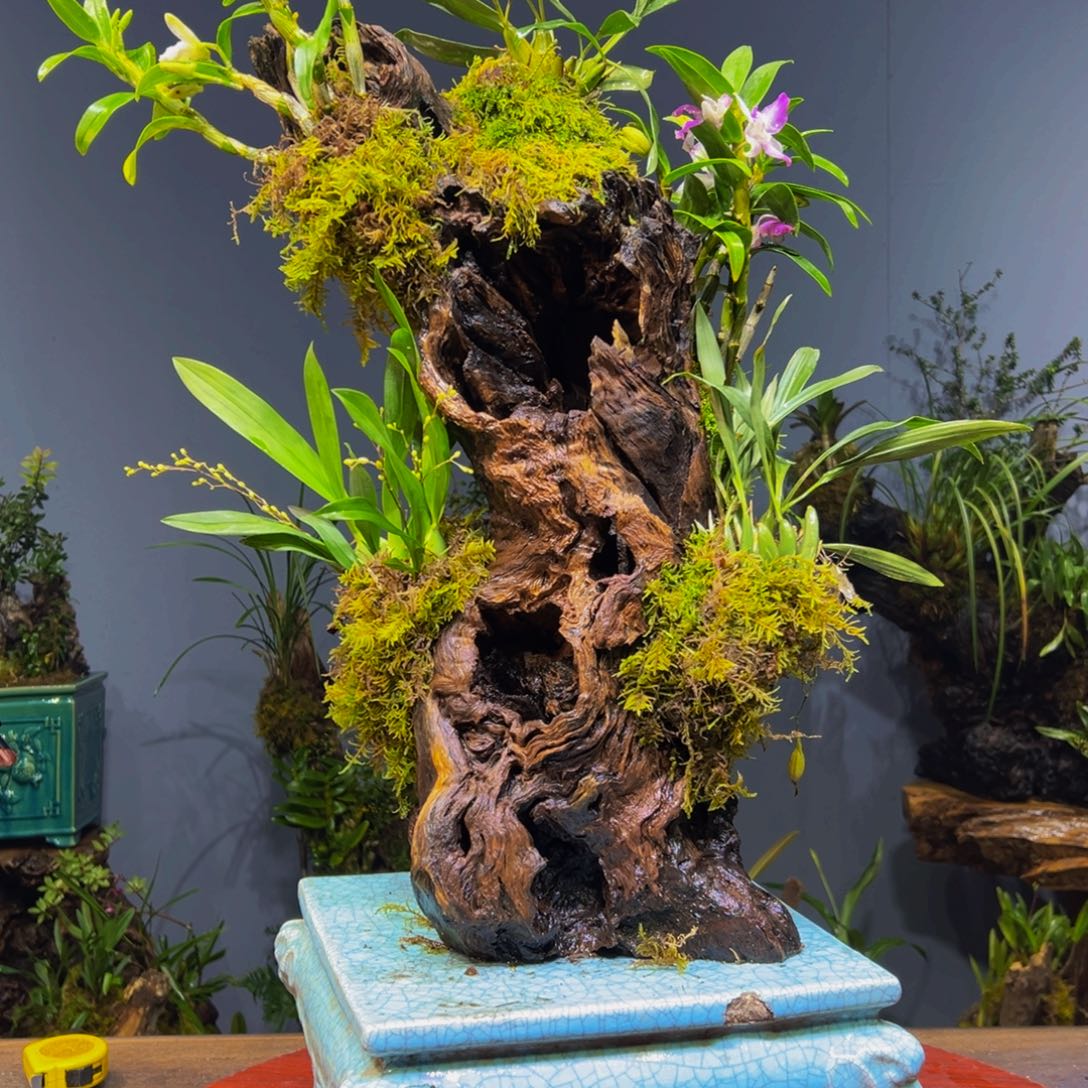 不***北完全开放11111111111111111