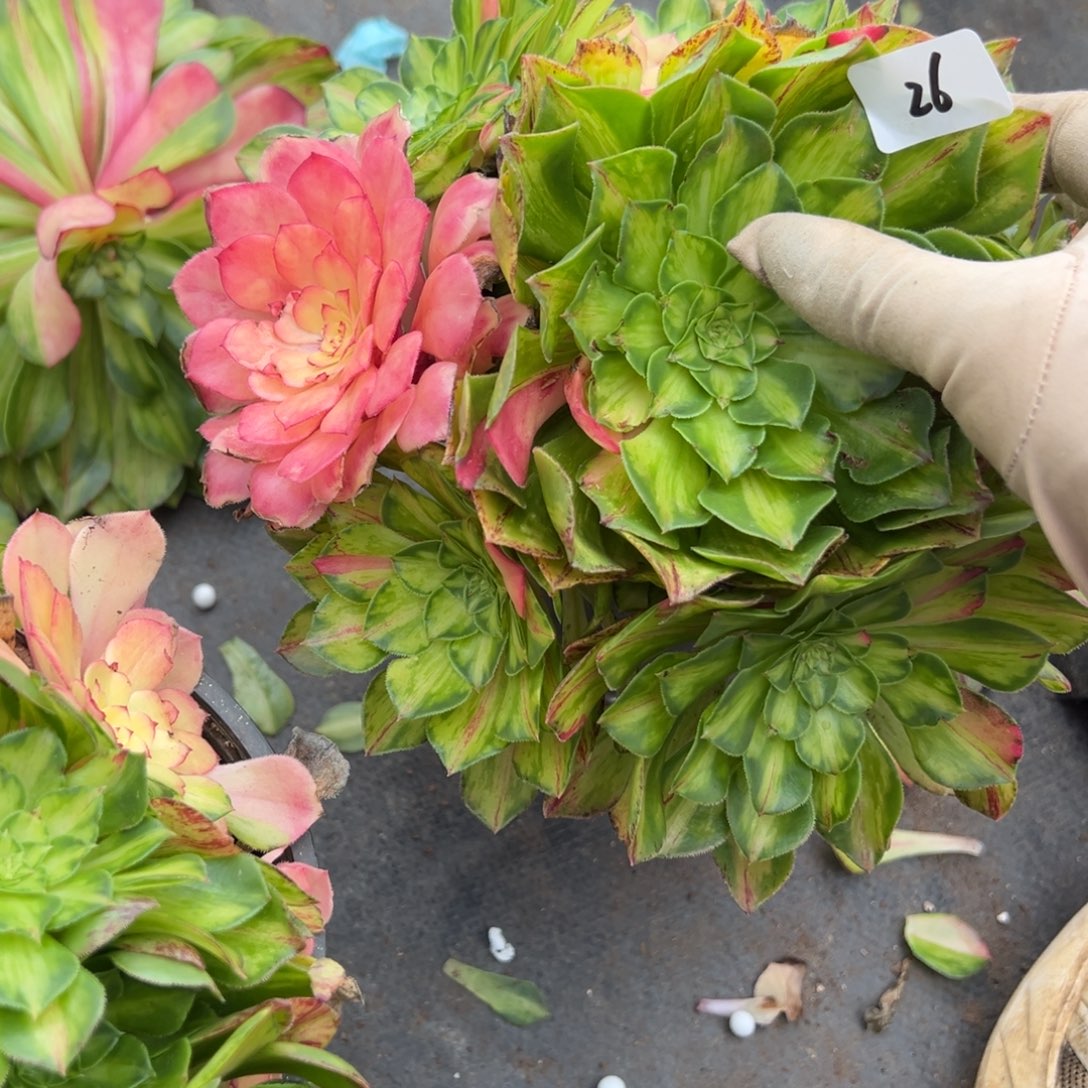 26知否无根多肉嘻嘻嘻