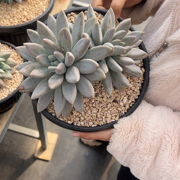 【闪购商品】哥特双头