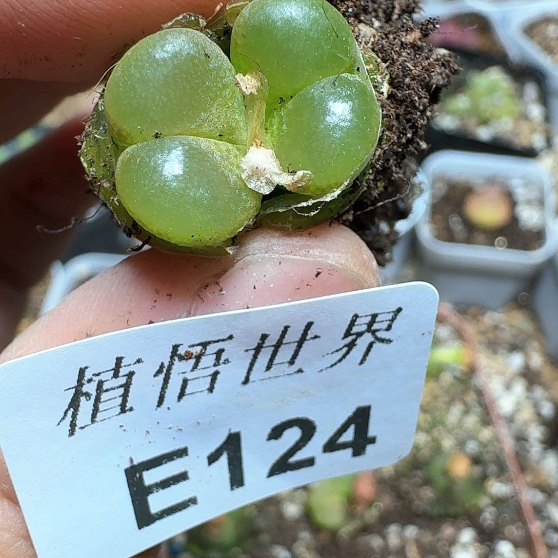124号多肉植物哇f
