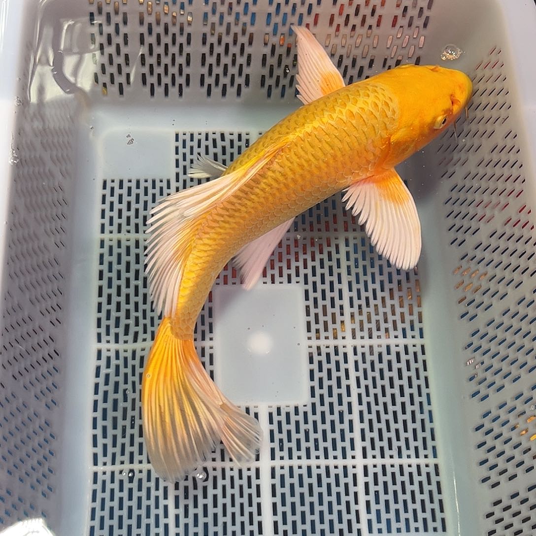 锦鲤好养耐活冷水鱼混搭锦鲤