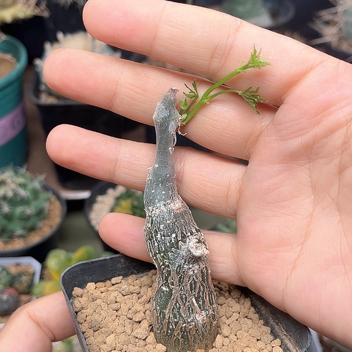 无花朵枫叶苦瓜块根一颗
