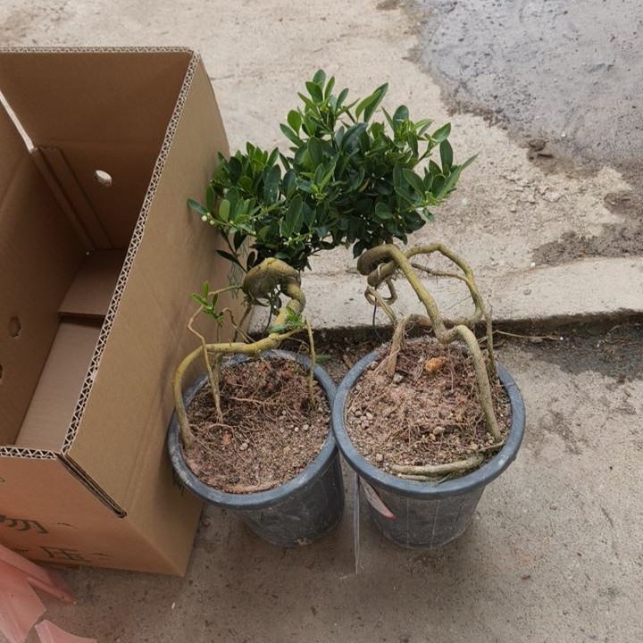 福豆根艺籽播苗四季常青耐寒室内禅意盆栽花卉绿植盆景