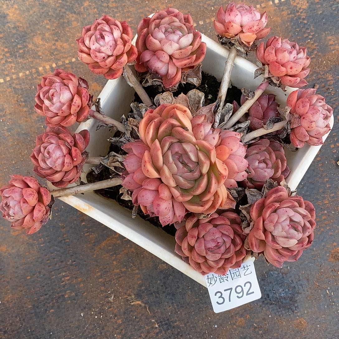 秋***歌3792散群掉头不售后～14厘米