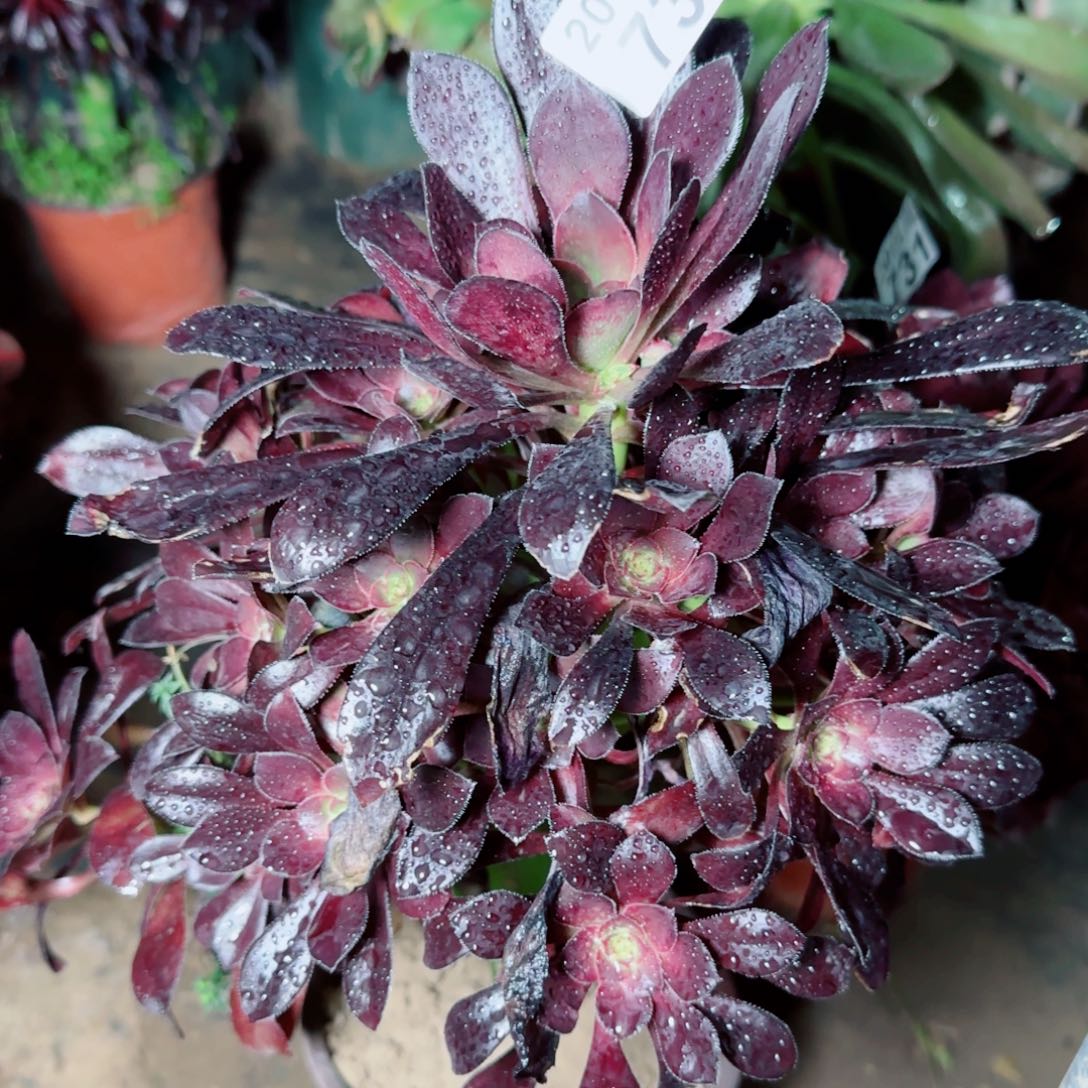 黑圆叶多肉736满20包邮断枝不包