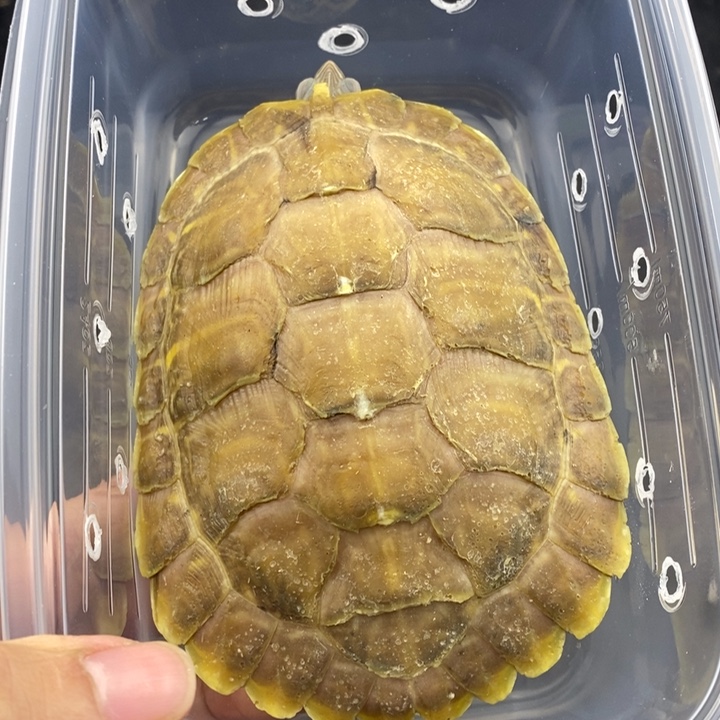 巴西彩龟母 66666666