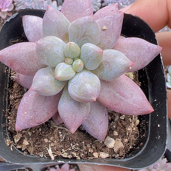 虞美人精品多肉植物大战