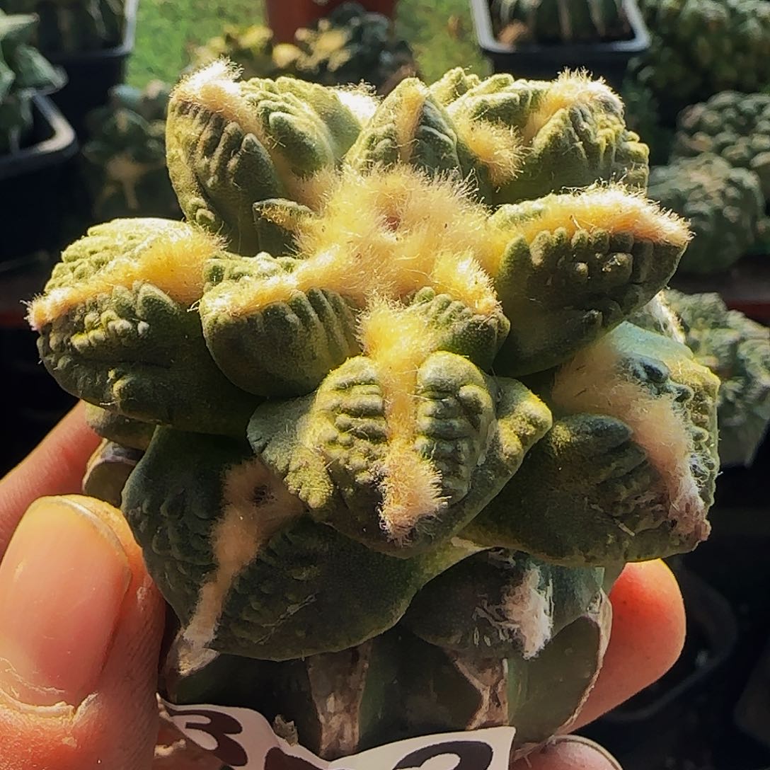 志贺303仙人球开花
