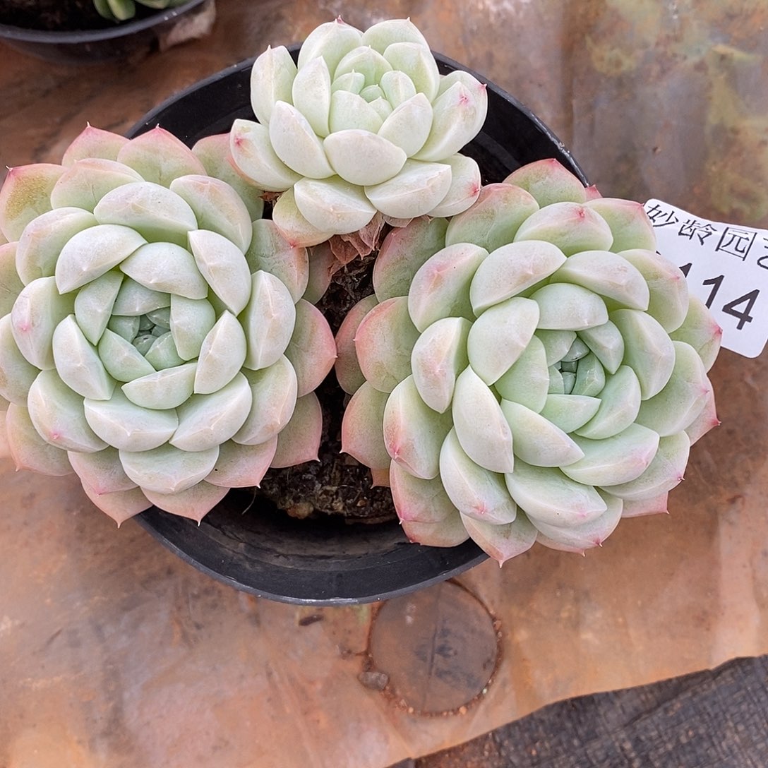 A***光3114散群掉头不售后～12厘米