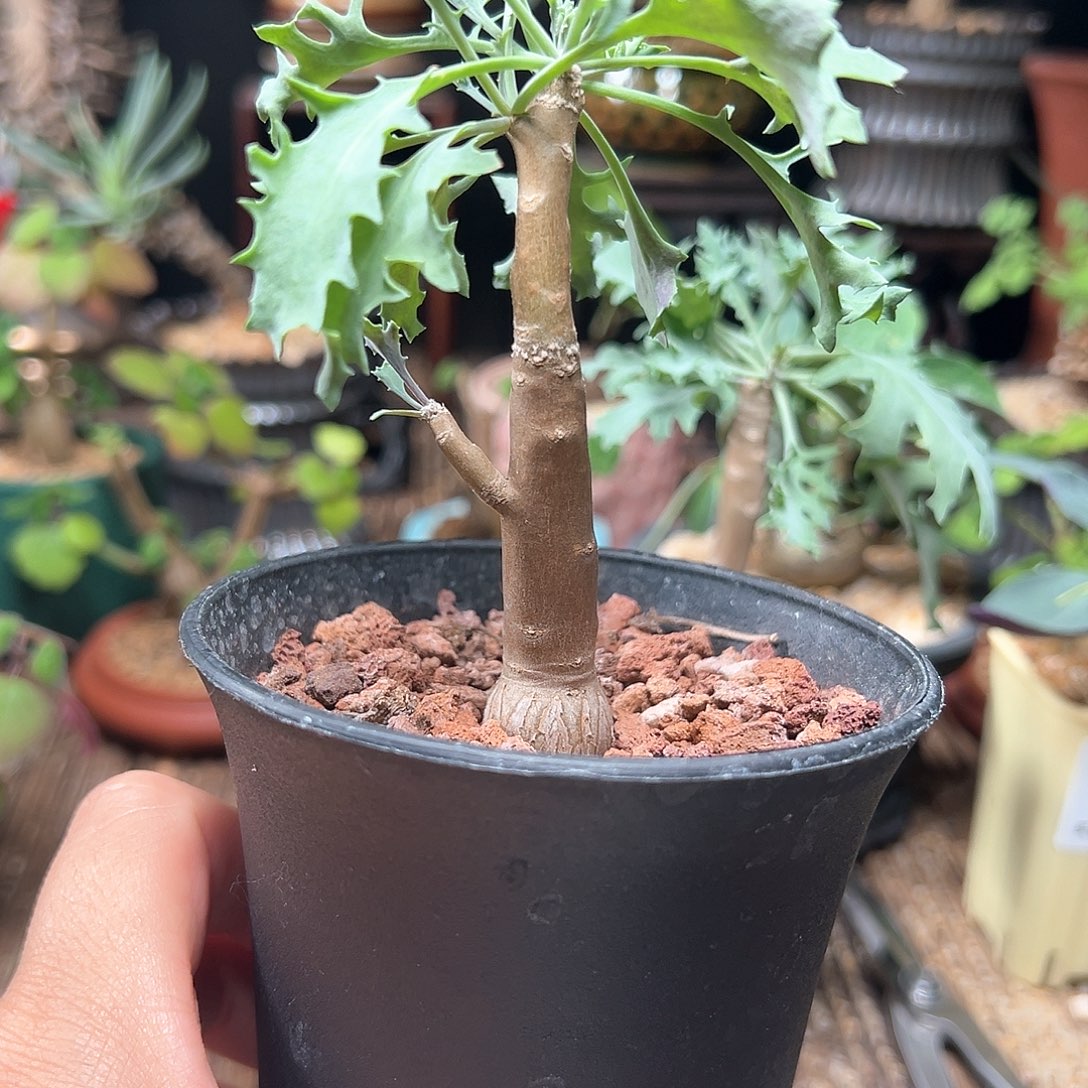 绝***佳裂叶葡萄厚敦菊带盆包邮