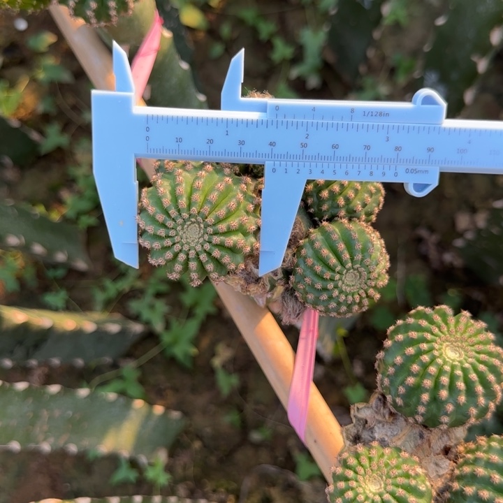 静静无根侧芽三公分左右歪