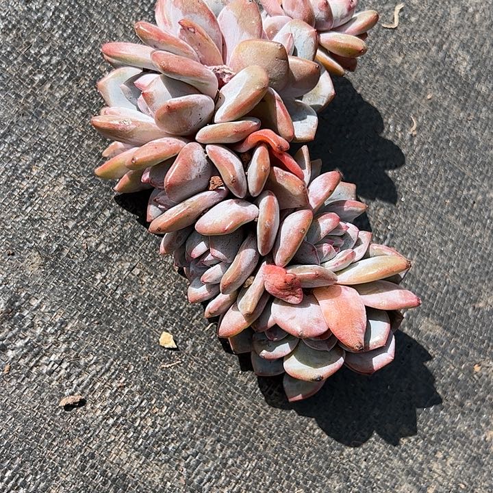 【闪购商品】李*?星影微瑕