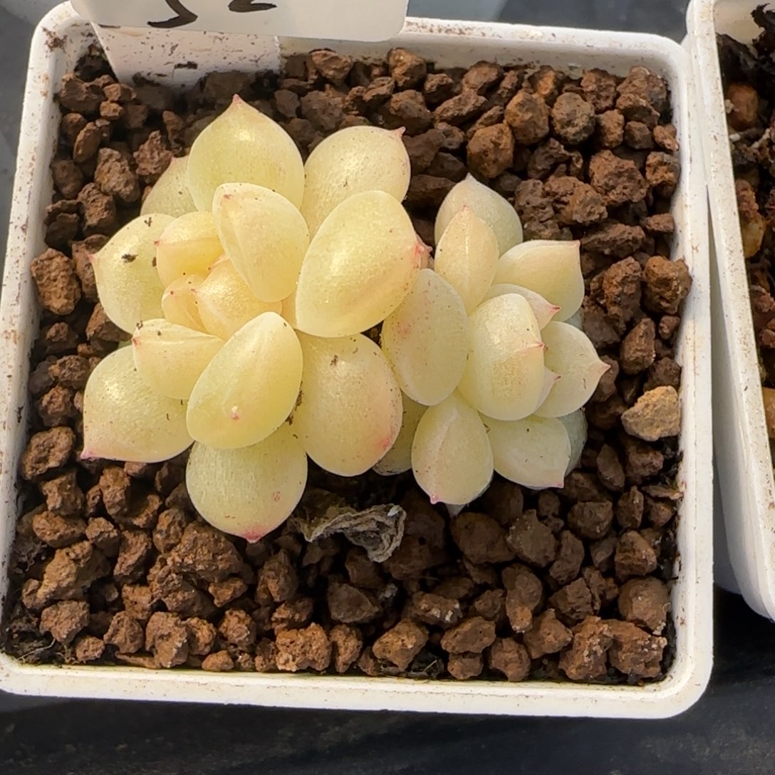 雨***彤52开播福利隐藏款财富密码