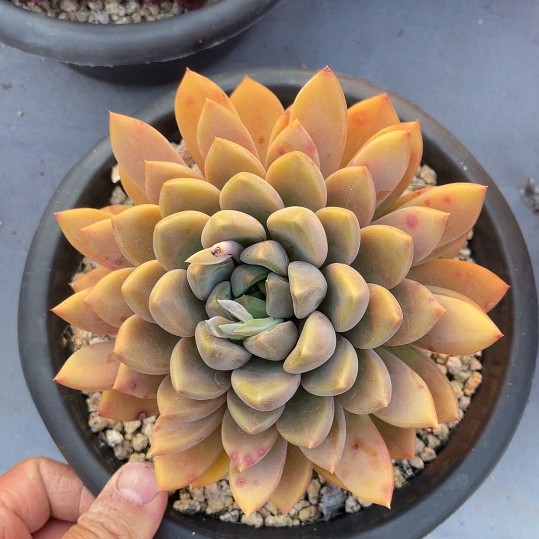 曙***&多肉植物一物一拍