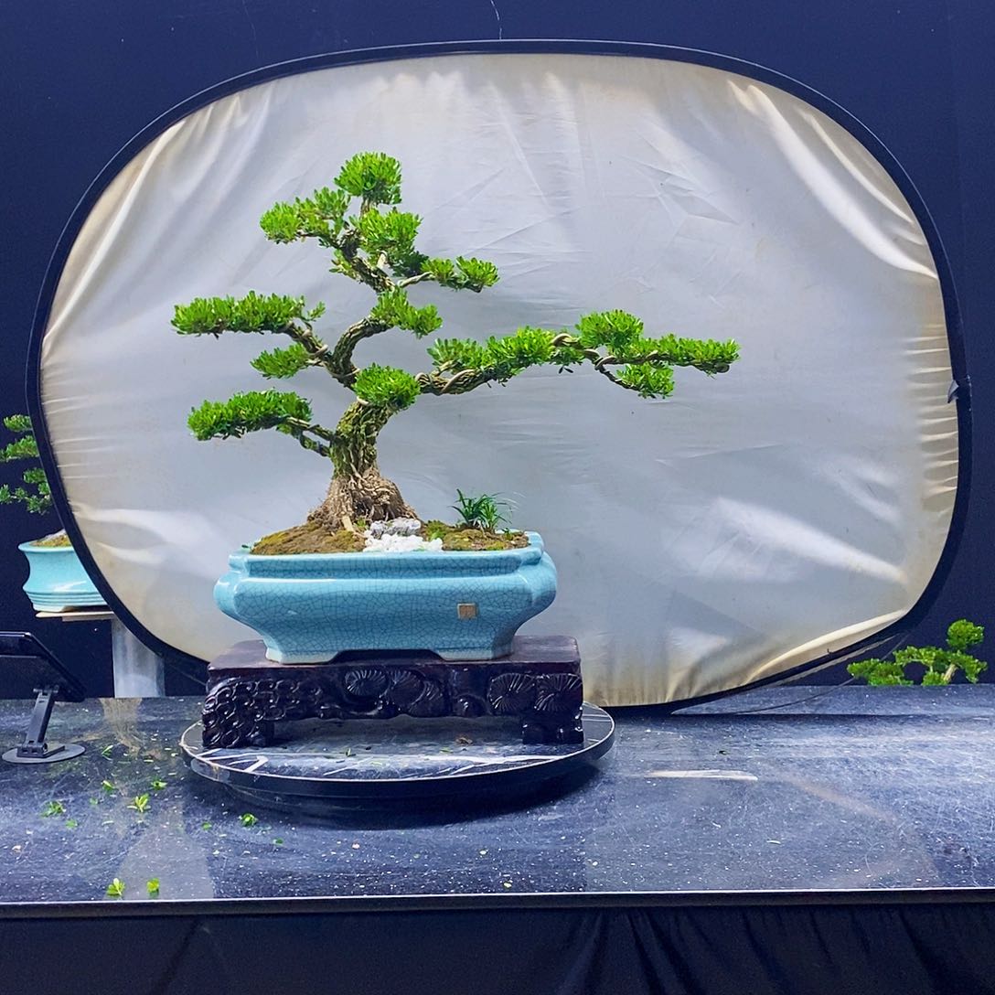 无花朵黄杨盆景造型