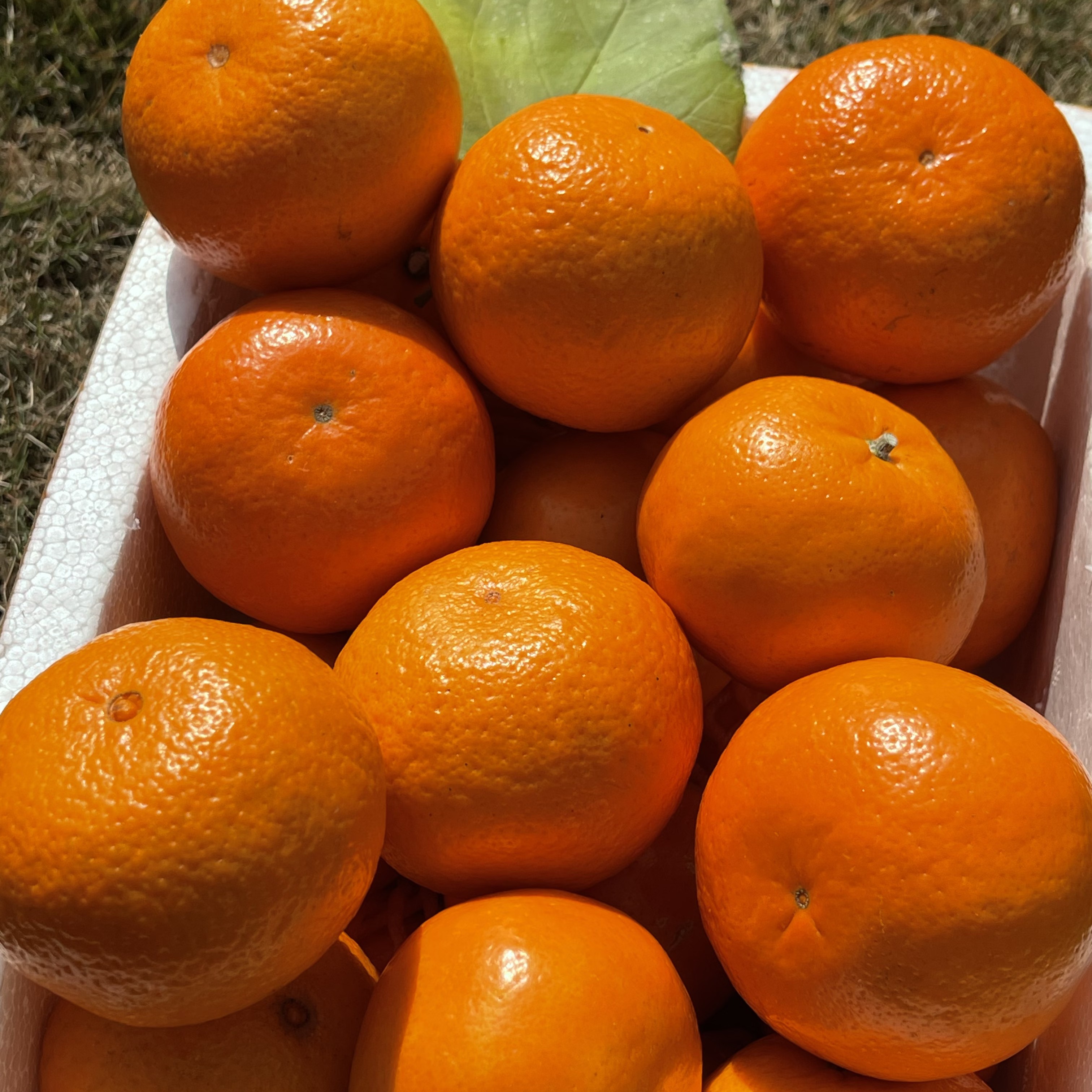 【精选】正宗云南沃柑新鲜沃柑现摘应季水果超甜橘子整箱8斤批发
