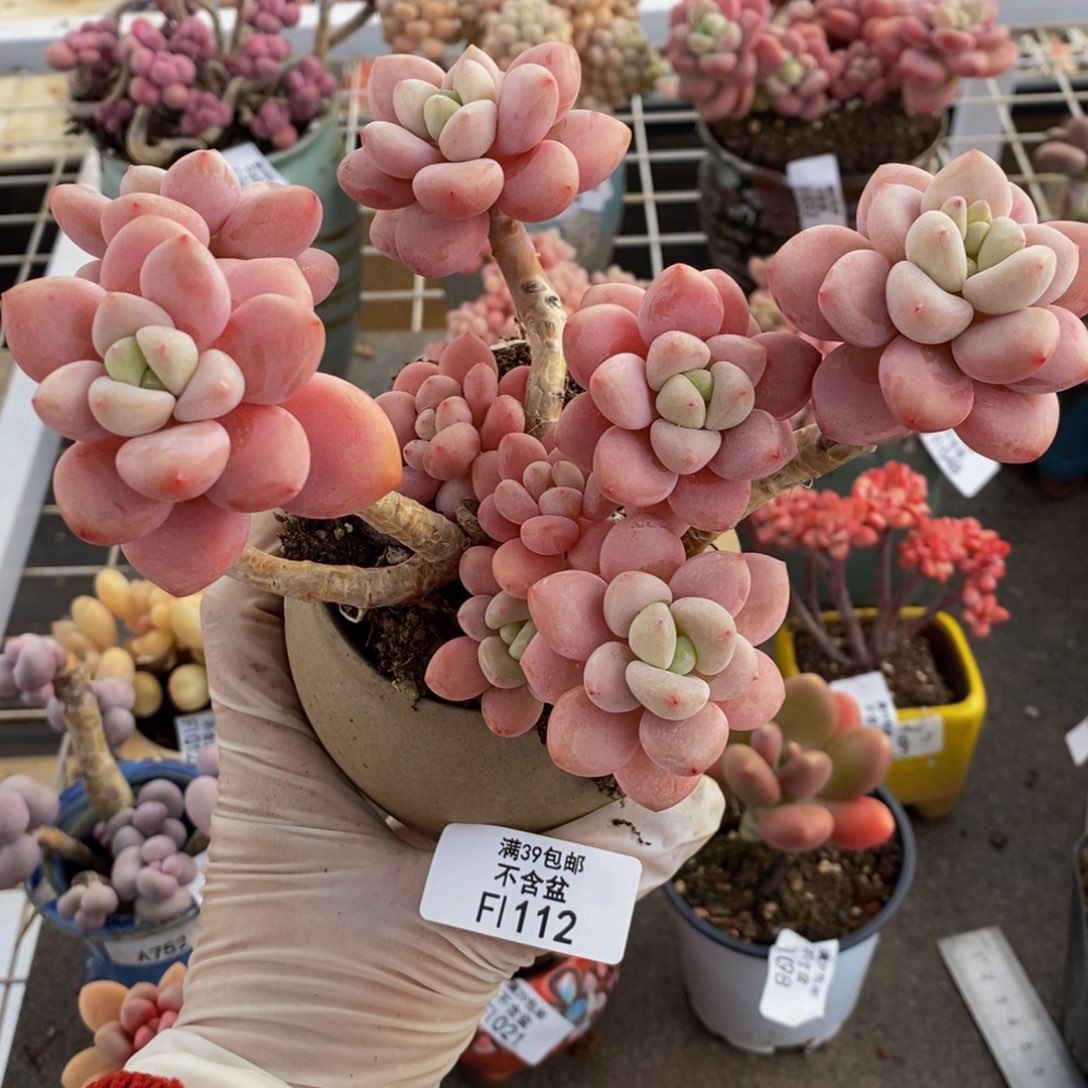 樱花洛神112/12c m