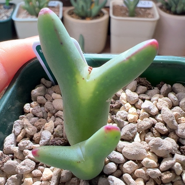 w597。优选ssg0136。玫红耳。细长耳