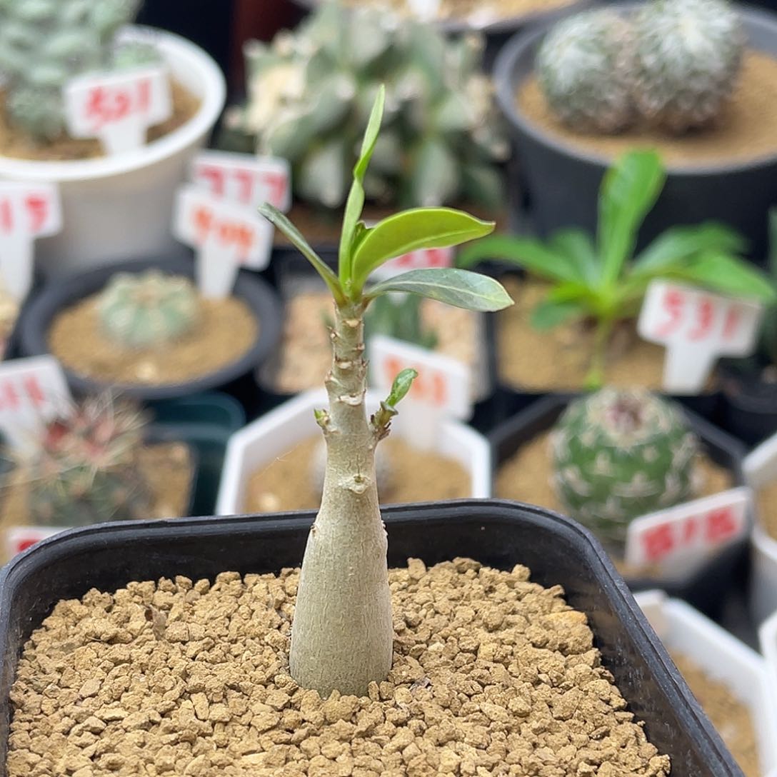 无花朵块根沙漠玫瑰