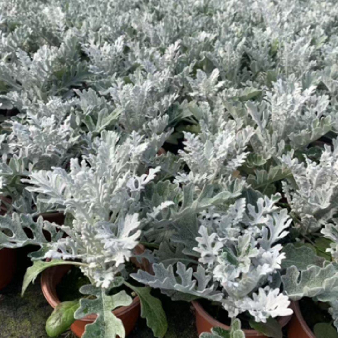 银叶菊盆栽耐寒植物阳台庭院观叶花卉四季景观