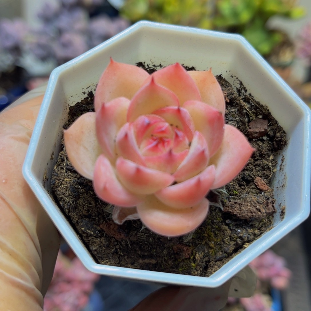 424法兰西玫瑰4厘米