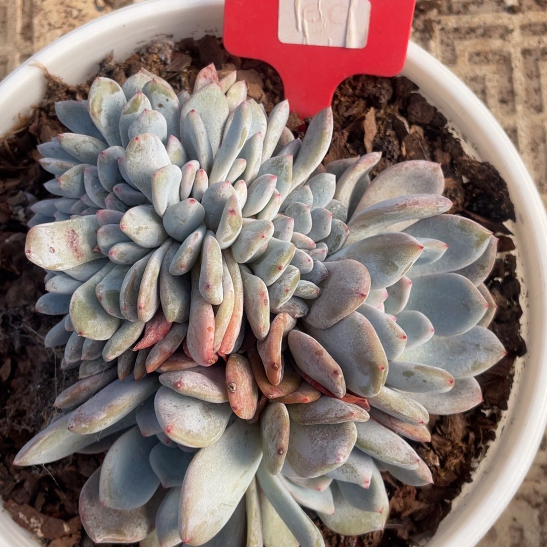 ****树星影缀化多头60号