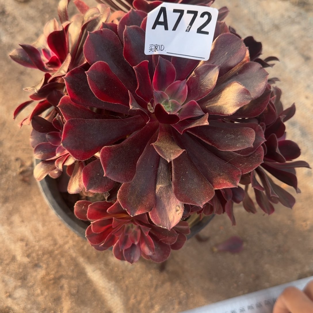 ****曦美杜莎一物一拍772