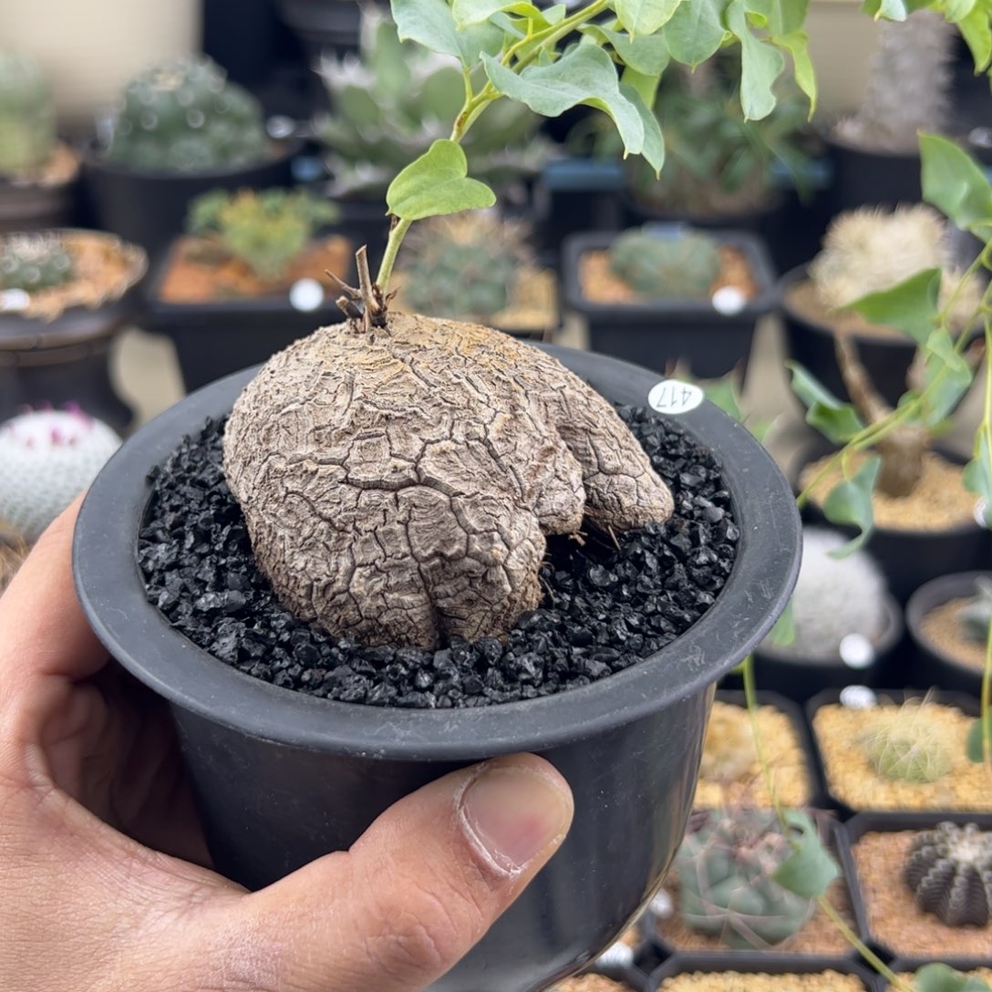 象足龟甲龙7.5一物一拍417