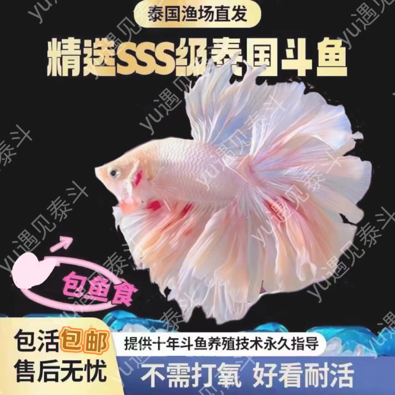 泰国斗鱼101-200直播选鱼好养活易打理