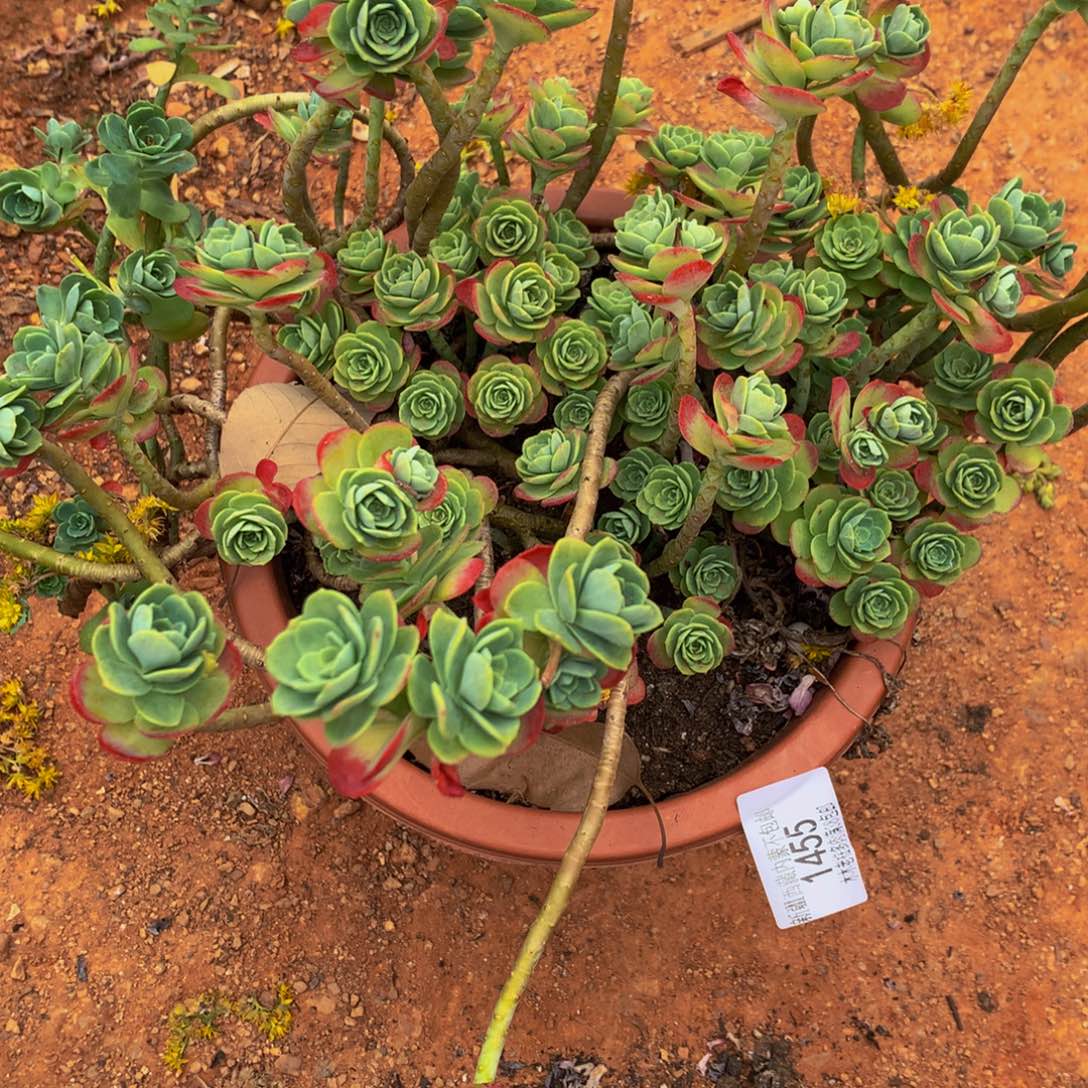 珍1455薄化妆多肉