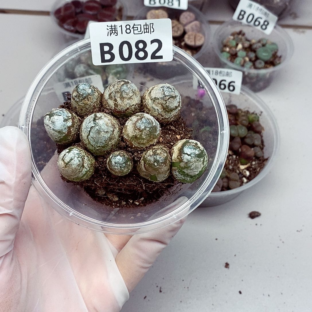 82吧啦咯哦哦哦喔