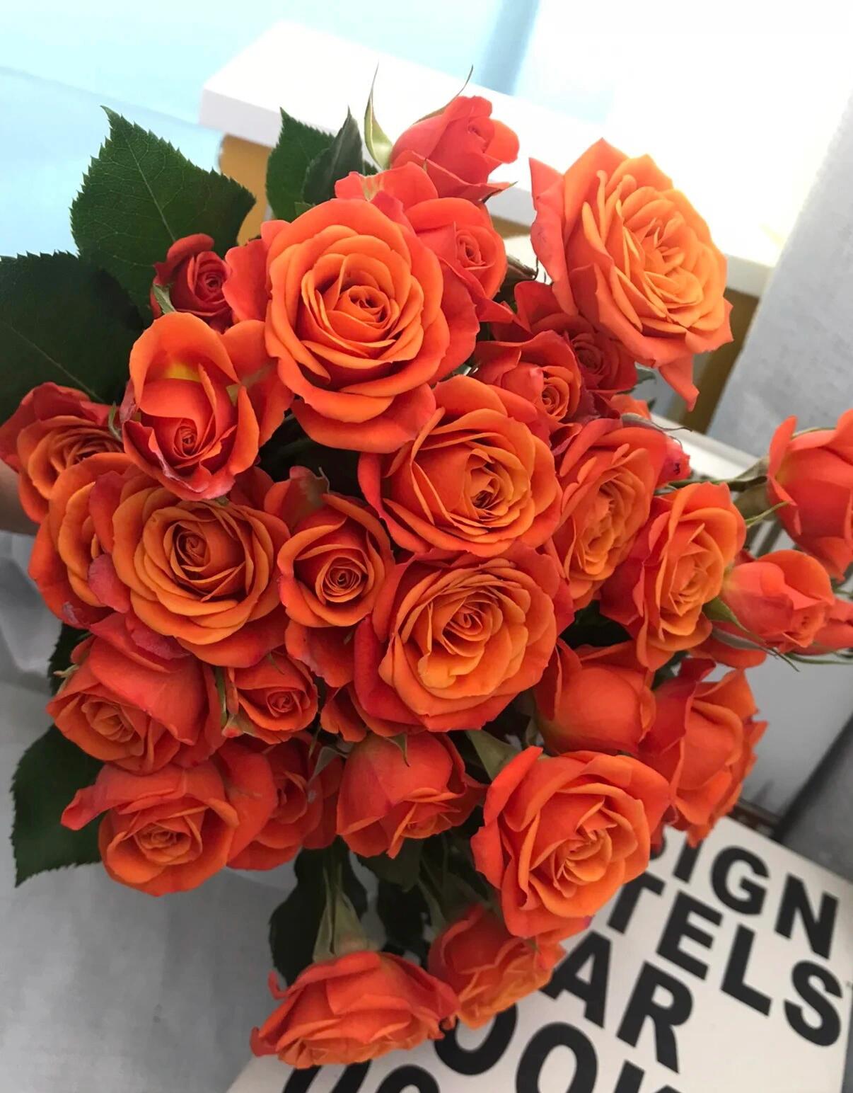 【小周鲜花专属】橙色芭比云南基地直发同一地址2单升级顺丰送配草