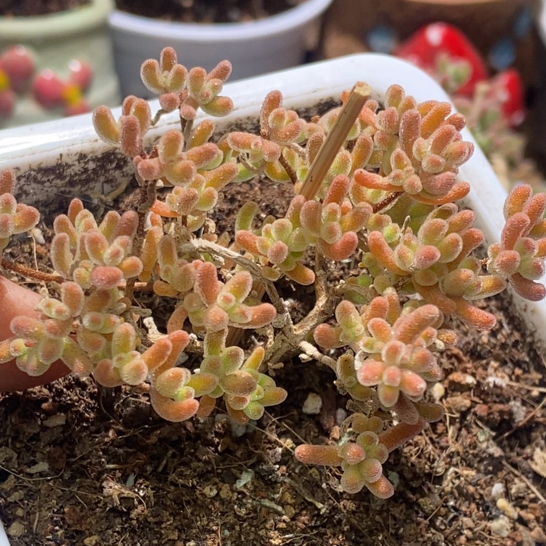 冰晶杂橙偏橘枝干番杏A423