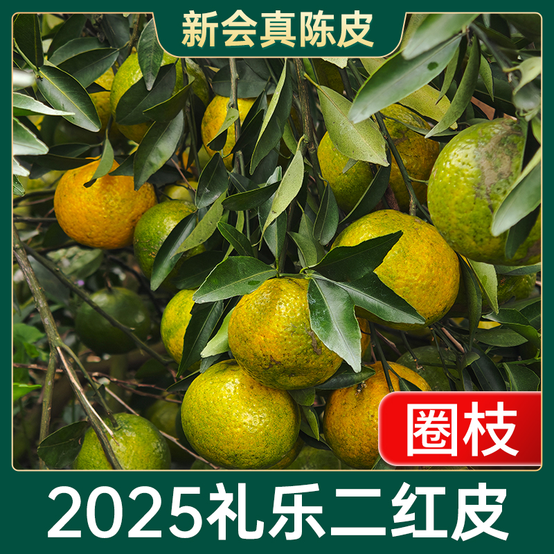 2025年礼乐【圈枝二红皮新皮】半斤装茶枝柑现摘开皮生晒新会 陈皮
