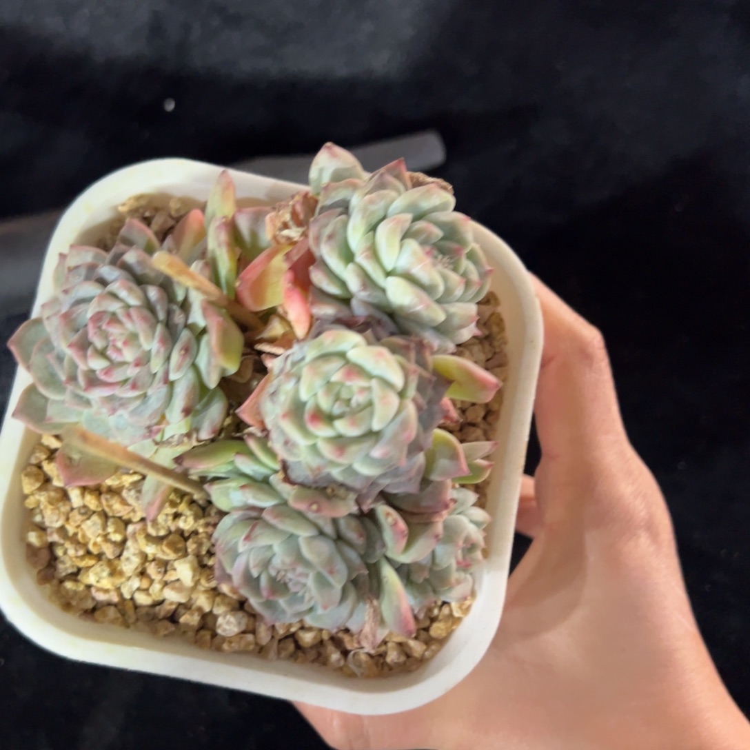 新年快乐 新年快乐 新年快乐