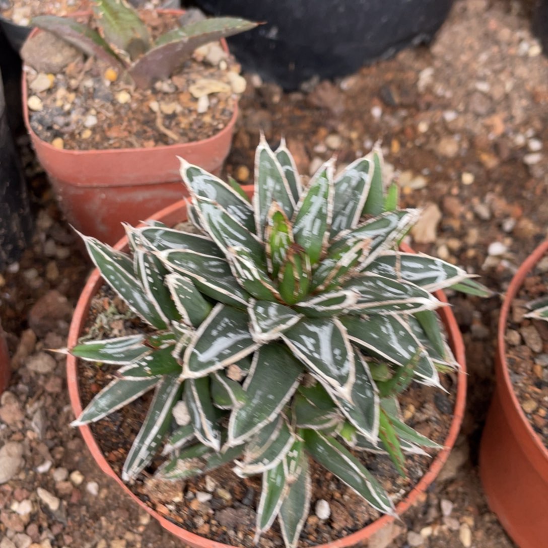 无花朵姬浓白龙舌兰