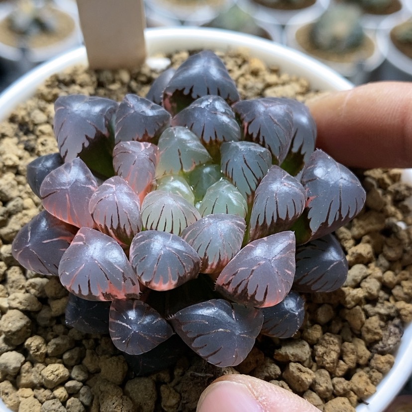 【闪购商品】135 ob冰灯锦