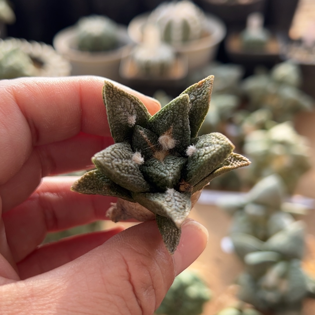 无花朵238实生应该是辛顿4.5cm