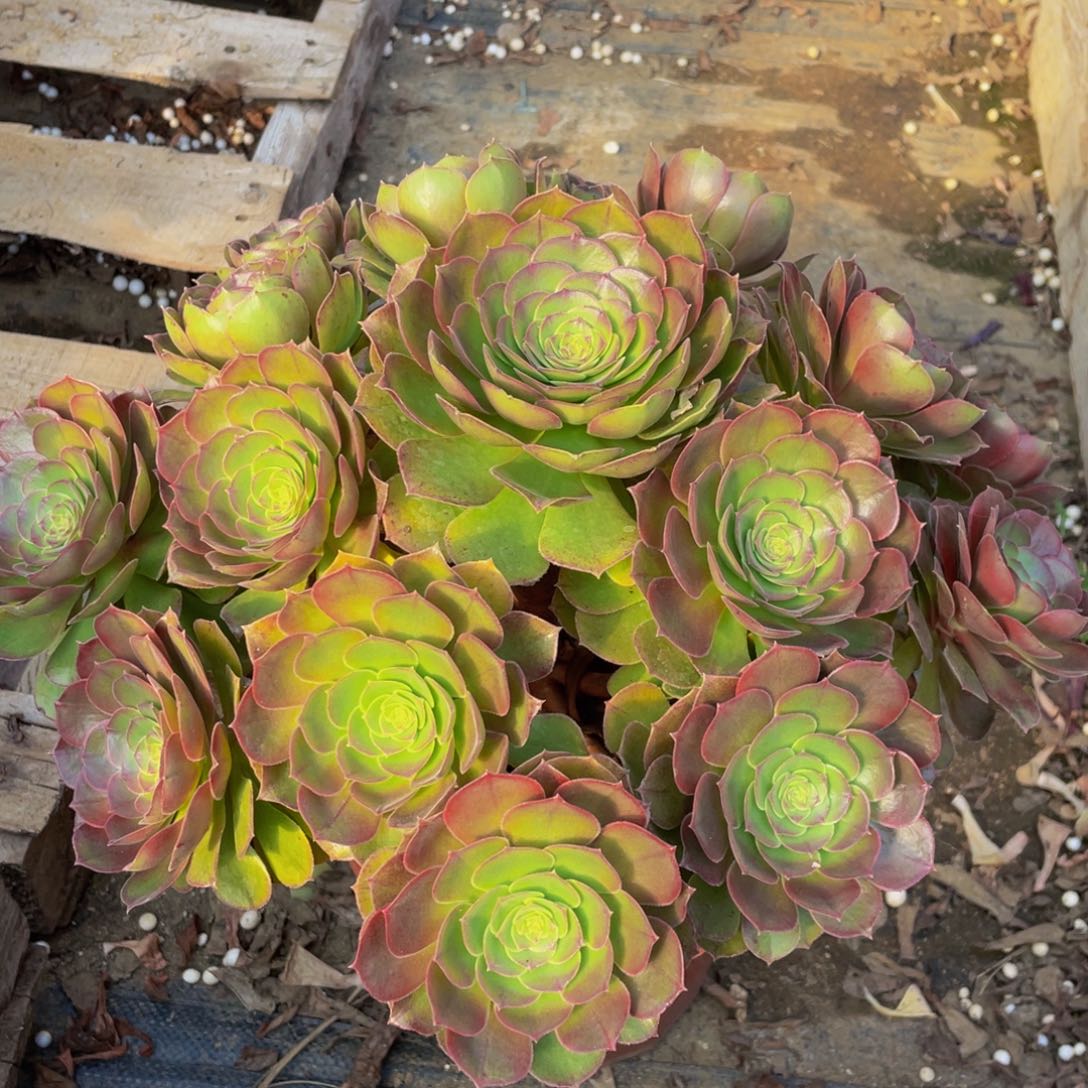 376鲜花老桩造型