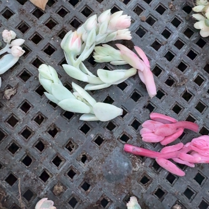 清***浅所罗门巨人美尻花脸