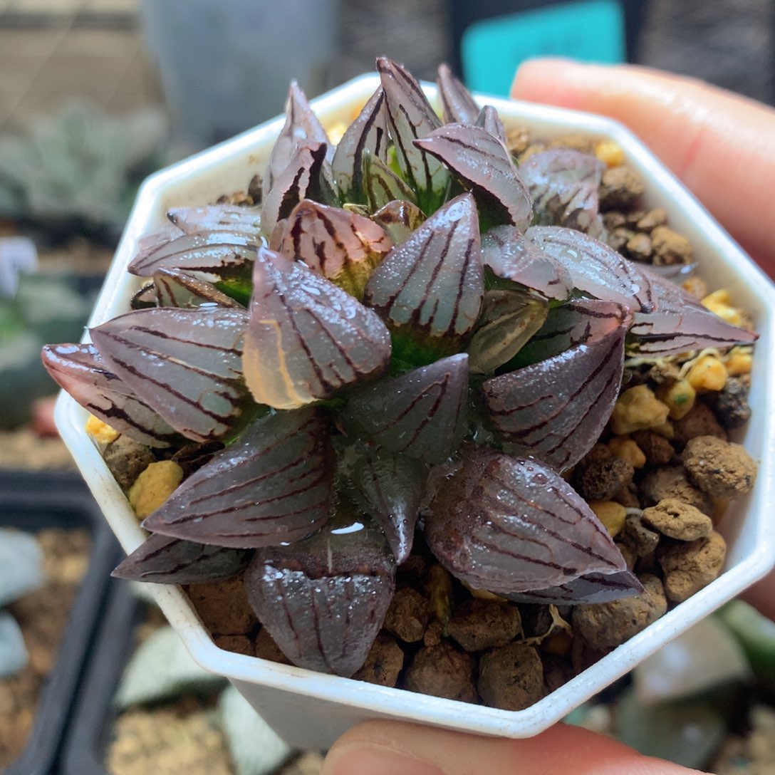 西瓜寿锦一物一拍