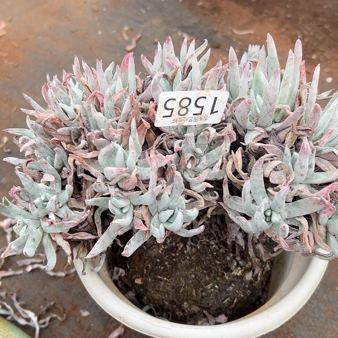 奥罗拉仙女杯多肉。