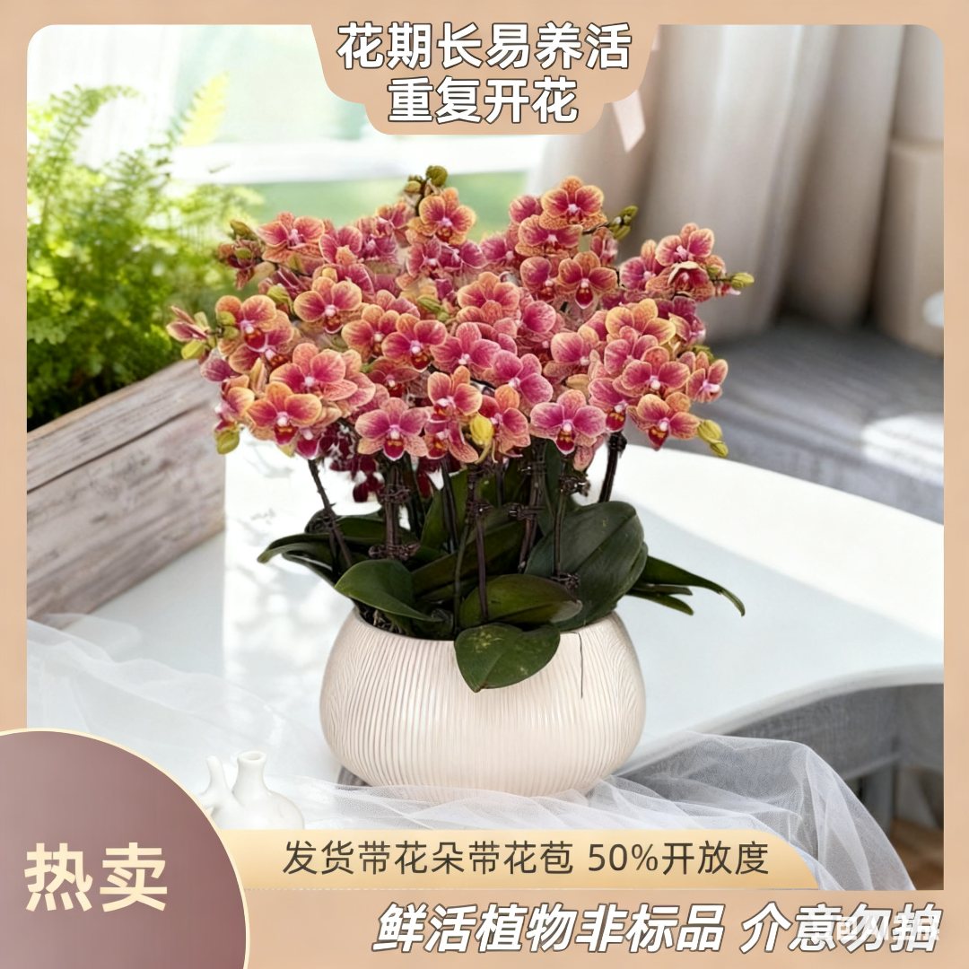 【聚宝盆】-梦茜儿的花坊-新手养活蝴蝶兰卧室耐养绿植带花带花苞