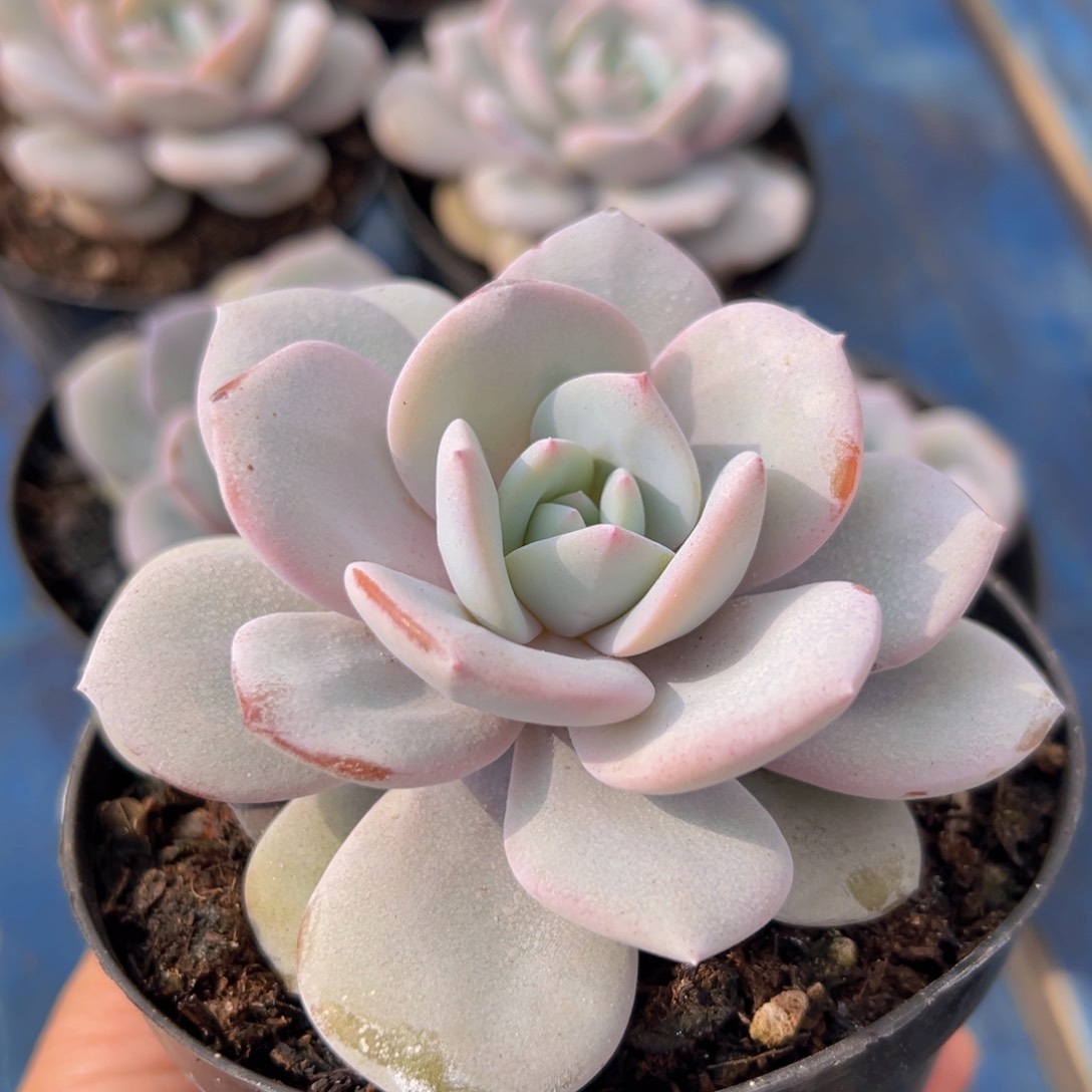 奶茶韩版单头一颗